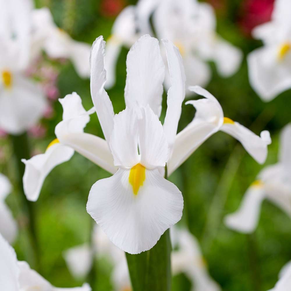'Iris Alaska'